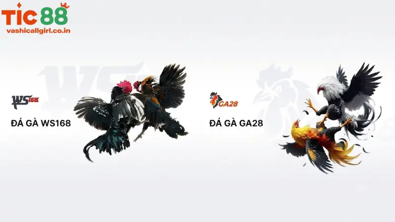 Các Hình Thức Cá Cược Đá Gà TIC88 Thomo Hấp Dẫn Nhất